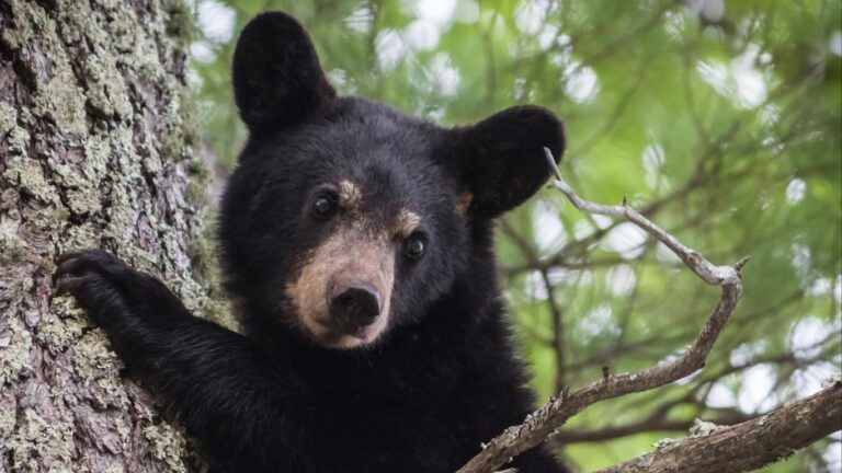 Survival of the fittest: An evolution in climate science bears examination