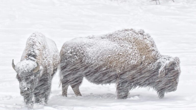 HSBC oil block opens climate divide where Wall Street banks fear to tread