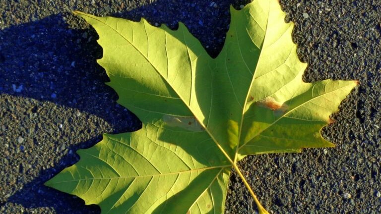 Shades of green: Funds slash ESG rankings on legal worries