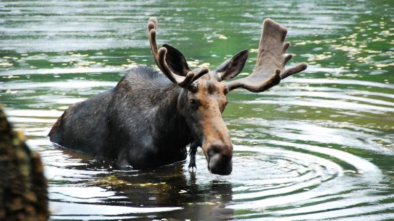 How to find a mutual fund that’s truly climate friendly