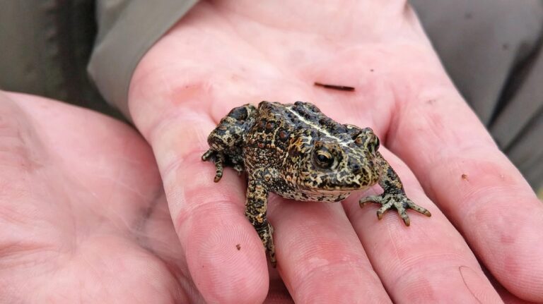 The case of the 2-inch toad, the President and the blocked geothermal plant