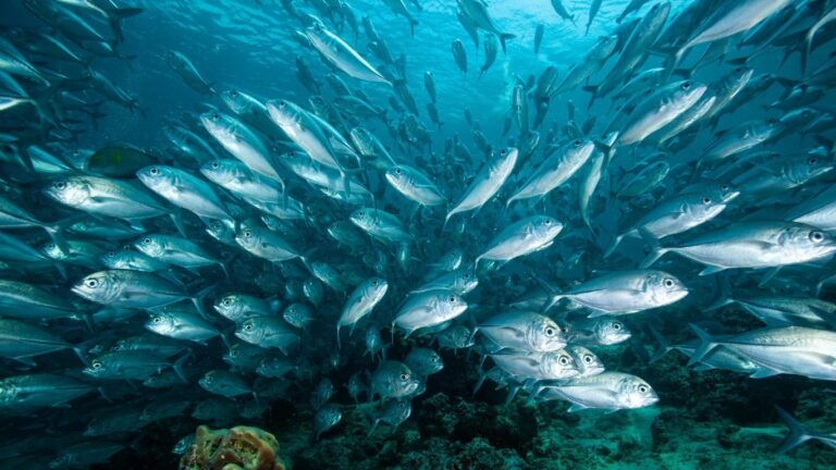 Fukushima release a painful reminder of nuclear power’s divisiveness