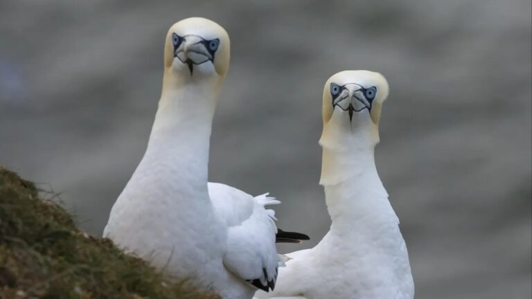 A small island ponders its wind potential — and its birds