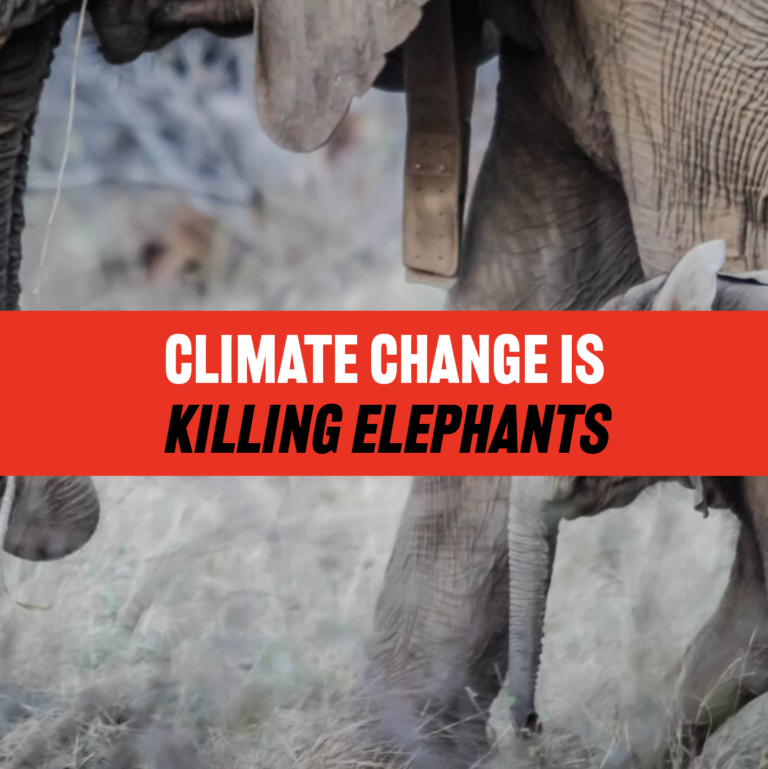 Climate Change Is Killing Elephants