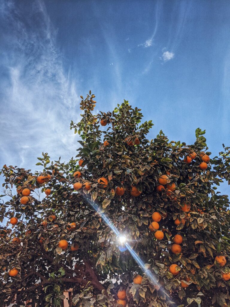 Photo Of Orange Tree Under The Sun 