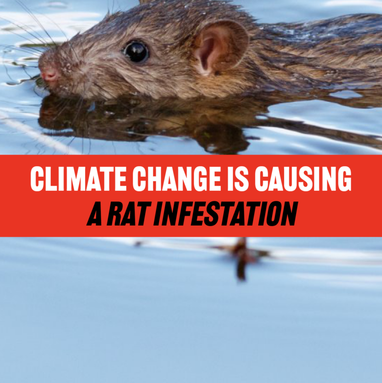 Global Warming Is Causing A Rat Problem