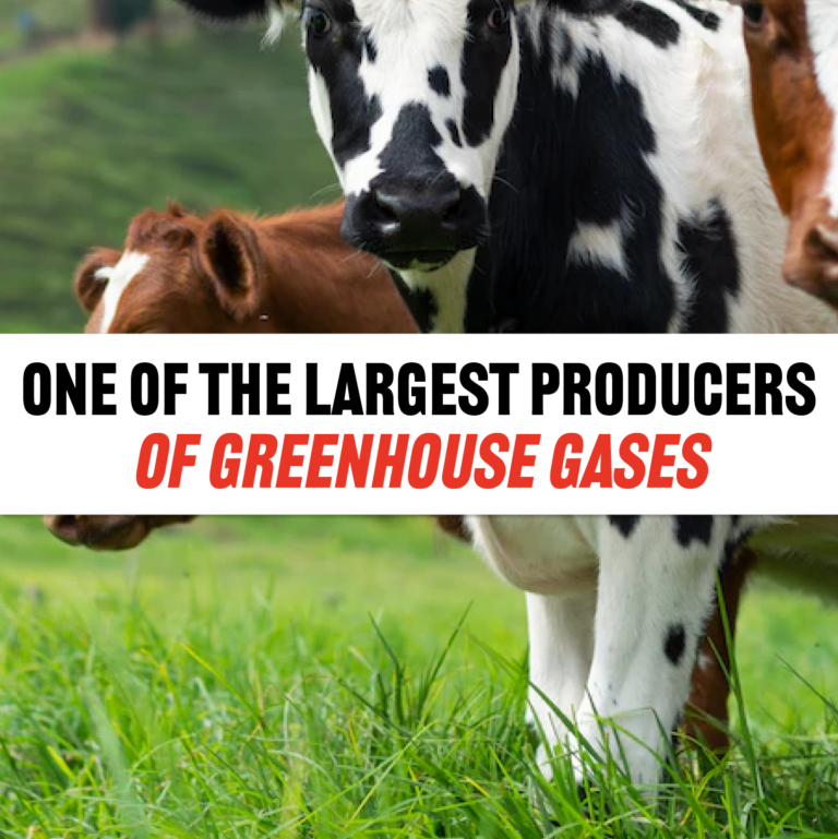 Cows Are Causing Climate Change
