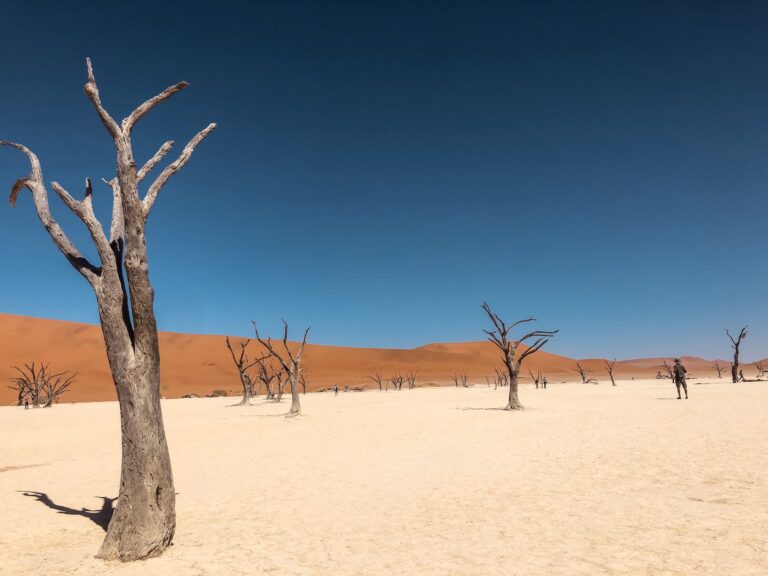 Bare Tree on Brown Sand Under Blue Sky