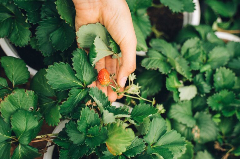 Enjoying that strawberry? How climate change is taking a horrifying toll on  farm workers