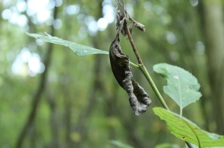 Less than 1% of green bond proceeds used for green projects