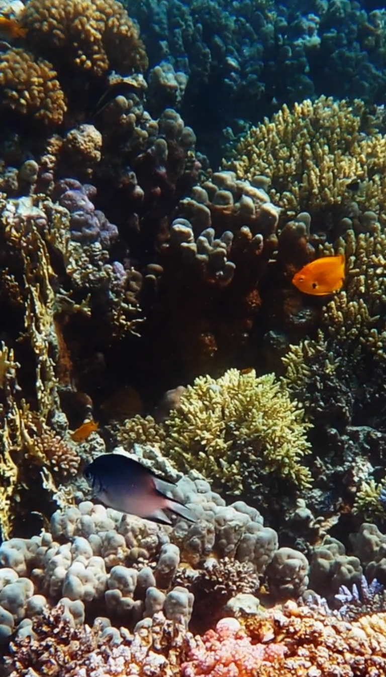 The Weirdest Story You’ll Ever Hear About Climate Change