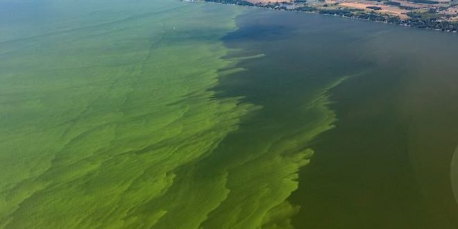 Deadly 360-Square-Mile Algae Bloom in Lake Erie: A Growing Climate Crisis