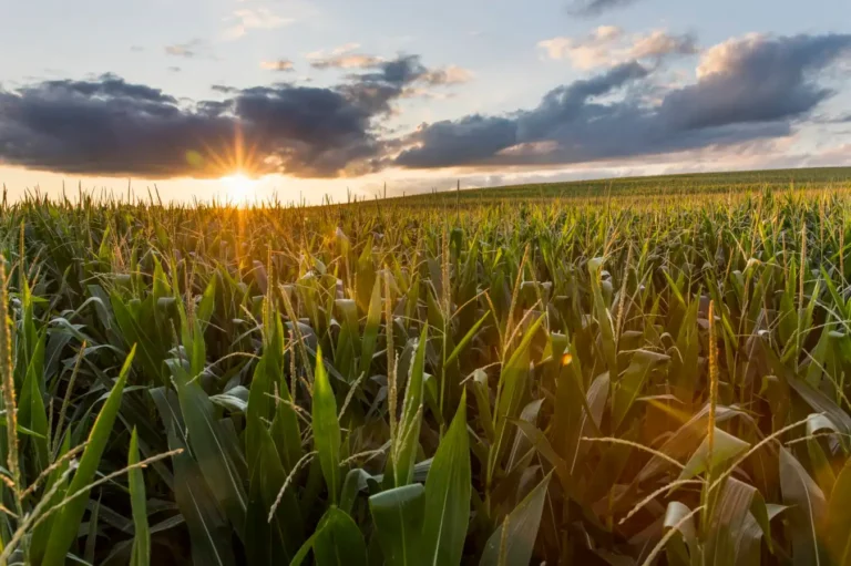 How Corn is Intensifying Heat for 55 Million Americans Amid Climate Change