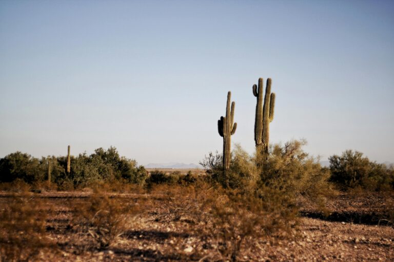 Can Google Help Cities Avoid Severe Heat Damage?