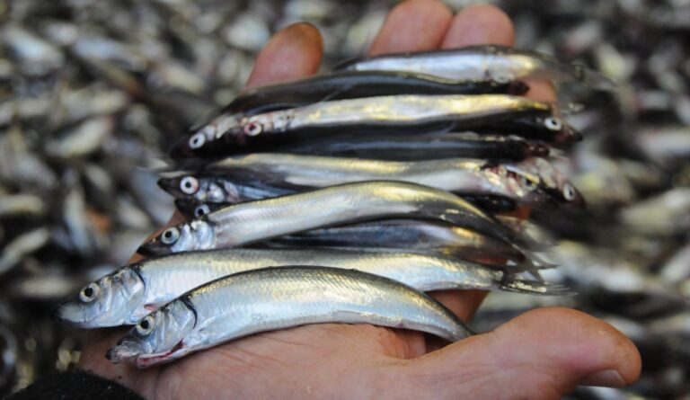 10 Million Capelin Fish Killed Off Norway Due to Rising Ocean Temps