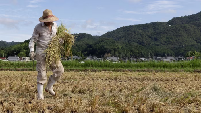 Japanese Rice Crisis! How Climate Change is Forcing a Shift to GMO Solutions