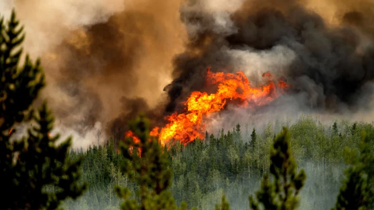 Tree trouble! Surging Forest Fire emissions ignite Yet another Climate Challenge