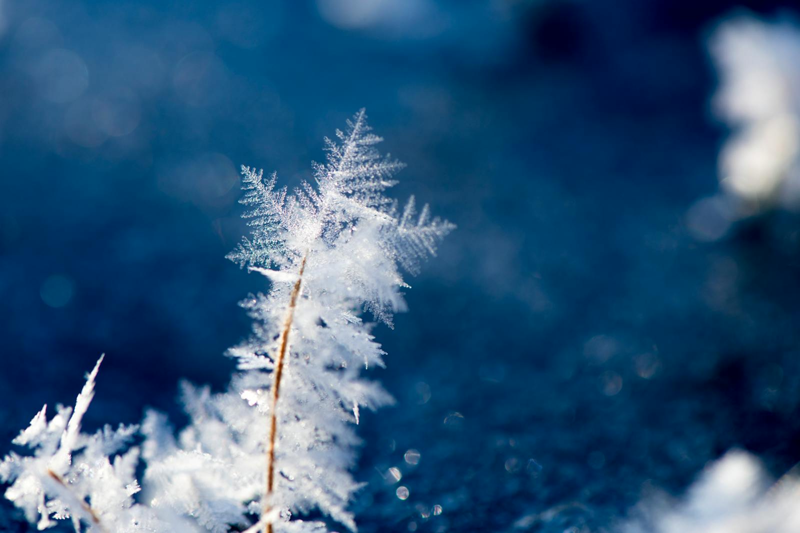 Macro Photography of Snowflakes
