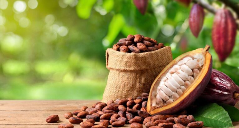 Chocolate Prices Surge as Climate Change Hits Cocoa Crops in West Africa