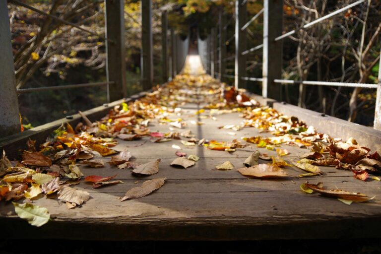 Dried Leaves on the Wooden Bridge