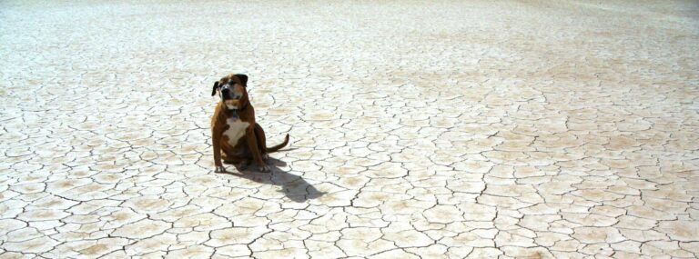 America goes Dry: No, It’s not Prohibition again — Drought Levels Hit All-Time High