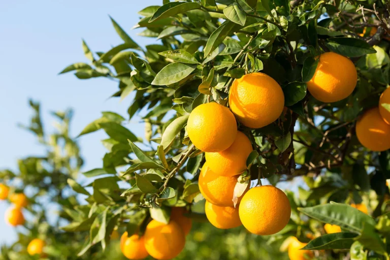 Squeezed by Climate change: Florida’s Orange Crop sees Massive Decline