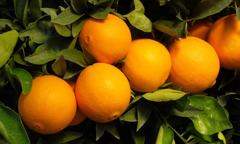 Florida’s Citrus Crisis: Weather Threatens Survival of Orange Farms