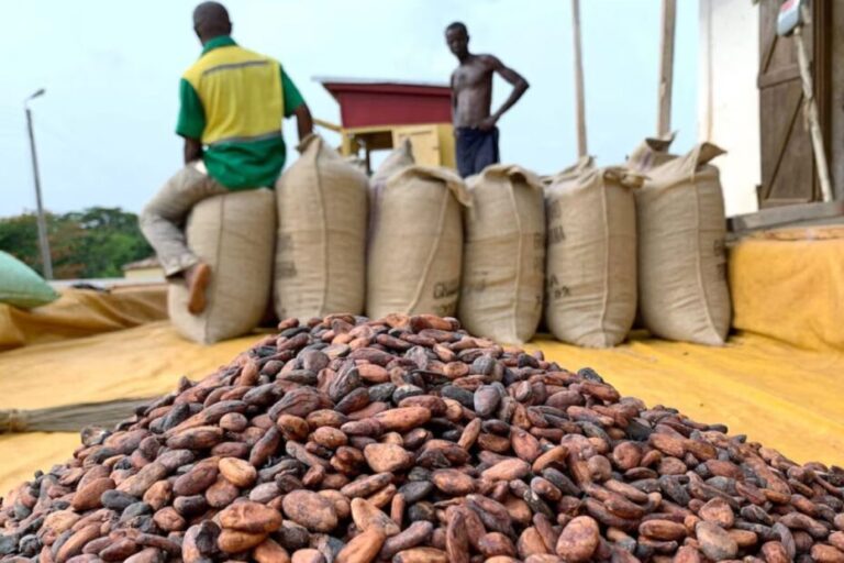 A chocolate Crisis: Why are Farmers Destroying Their Own Crops?
