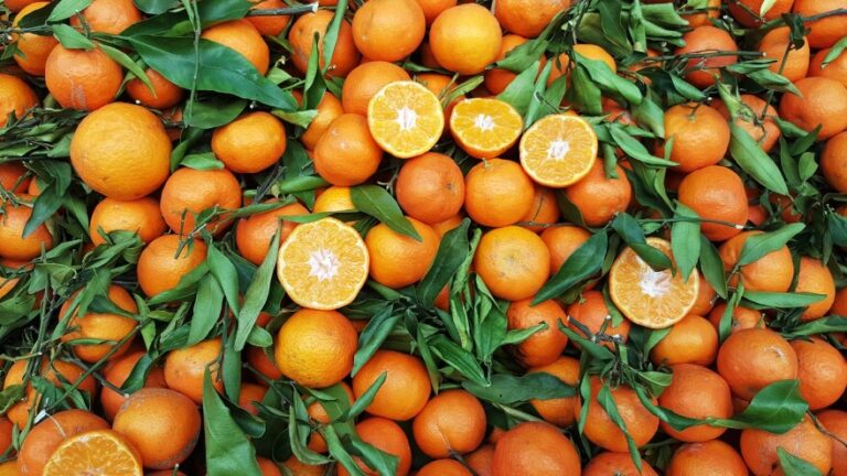Florida’s Weather Crisis Threaten Orange Crop
