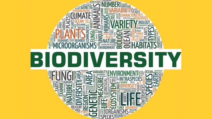 How Wealthy Nations Are Driving Biodiversity Loss In Poorer Countries