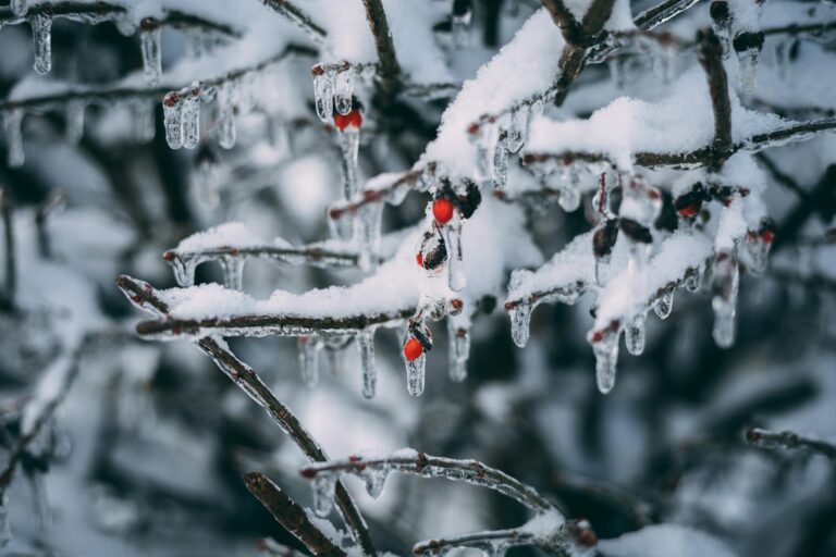 Close-up of red berries encased in ice on snowy branches during winter