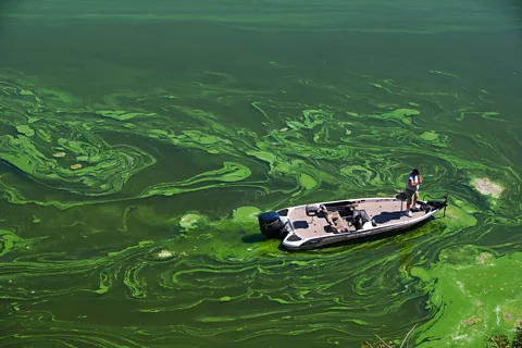 How Toxic Algae Blooms Are Threatening Marine Life and Tourism