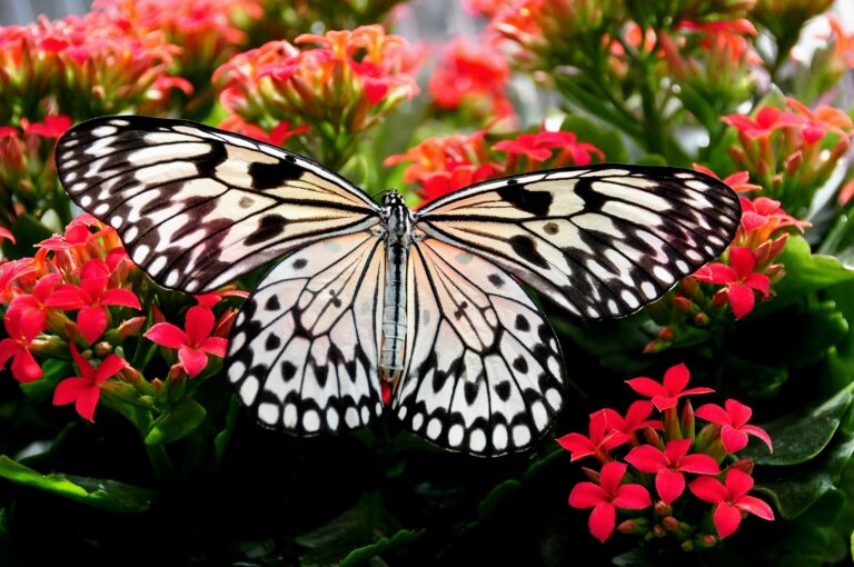 Butterflies Die At Record Rate, Risks To Environment