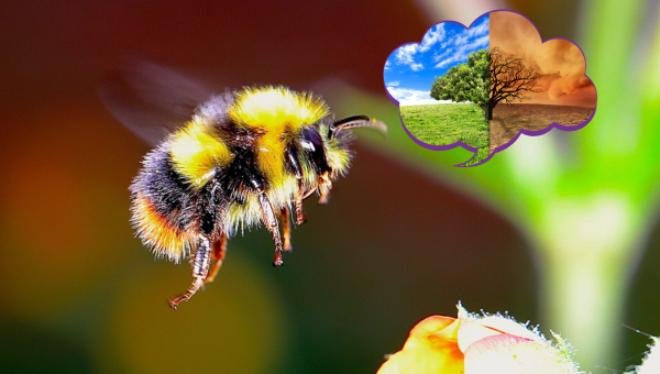 How Climate Change Threatens Global Food Security by Killing Off Bees