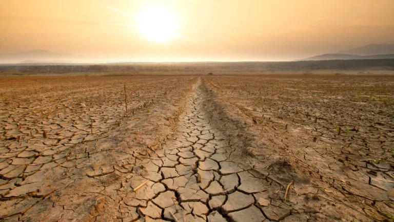 Unexpected Drought in Tampa Increases Risk of Wildfires in Florida