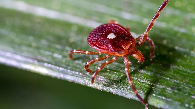 Climate Change Triggers Spread of Dangerous Meat Allergy Ticks