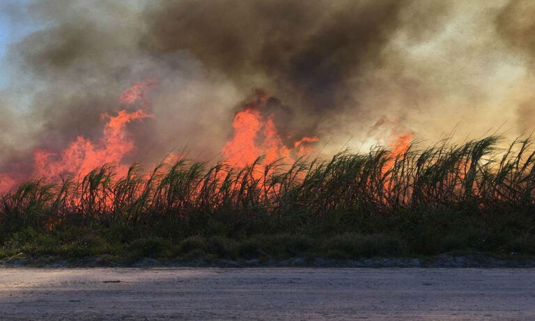 Drought Sparks Wildfire Concerns Near Chicago