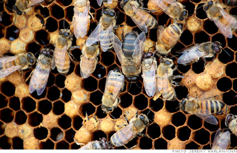 Honeybee Die-Off Threatens Future Of Species In U.S.
