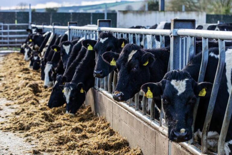 Climate Heat Threatens Global Milk Supply