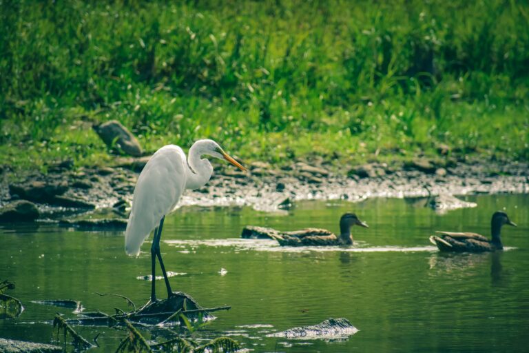 The Great Salt Lake Could Be Gone By 2028