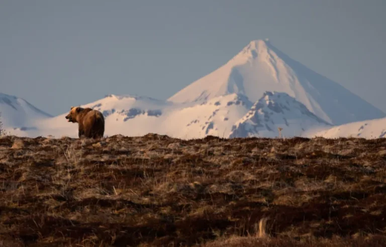 Controversy Over Road Through Alaska’s Wildlife Refuge