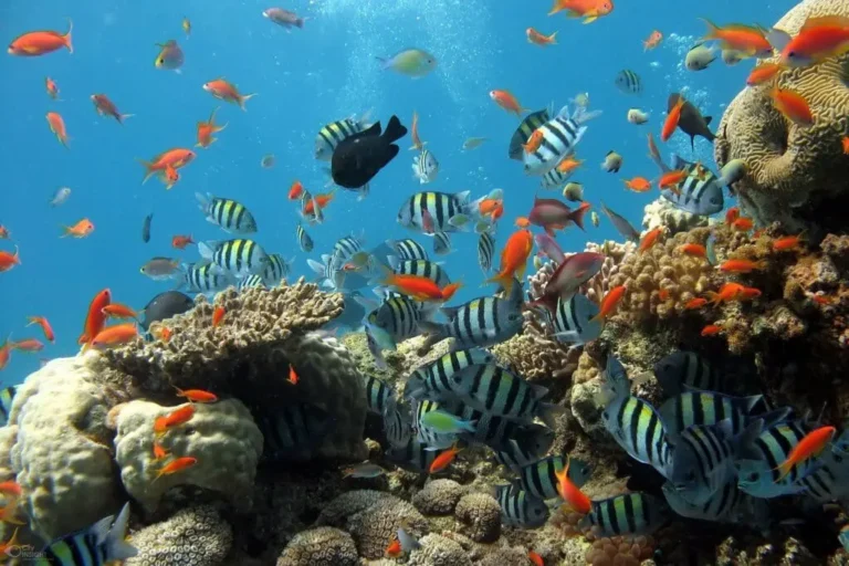 Coral Reefs in Atlantic Could Collapse by 2040