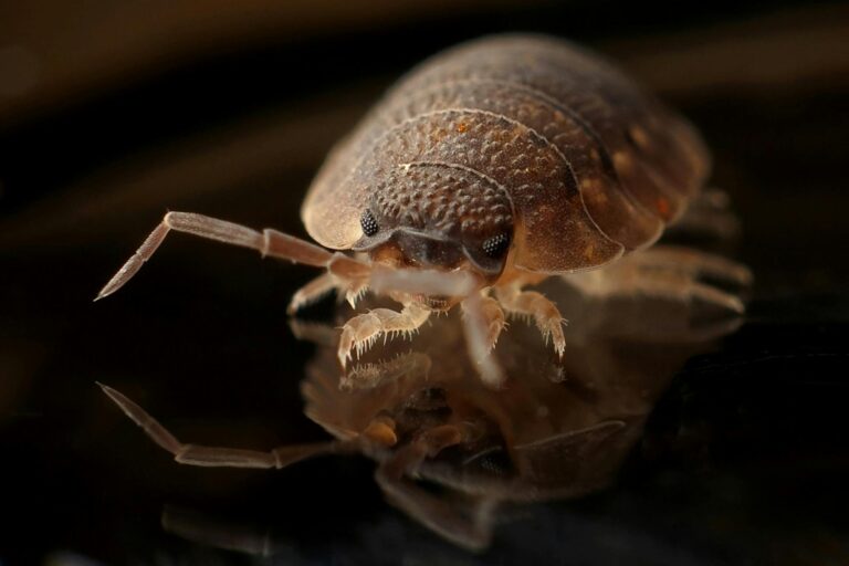 Chicago Has Worst Bedbug Problem Driven By Global Warming