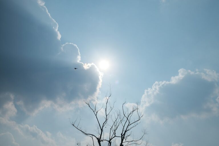 Sunlight shines through clouds over a tree.