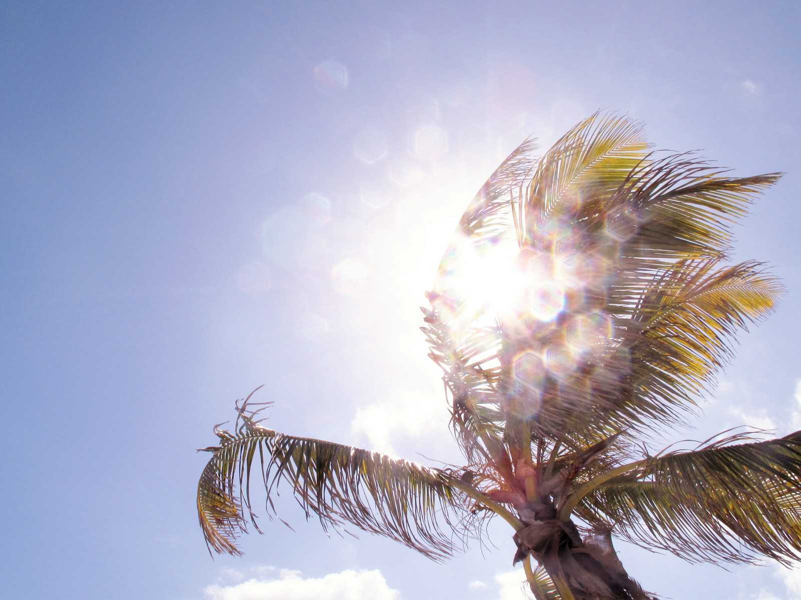 bokeh low-angle photography of coconut tree under calm blue sku