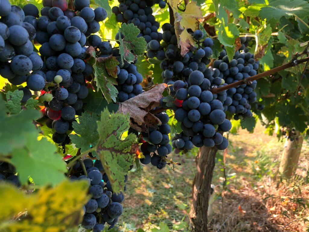 black round fruits on tree during daytime