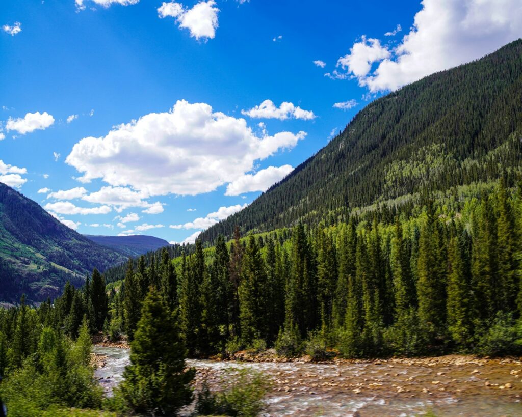 green pine trees near river under blue sky during daytime