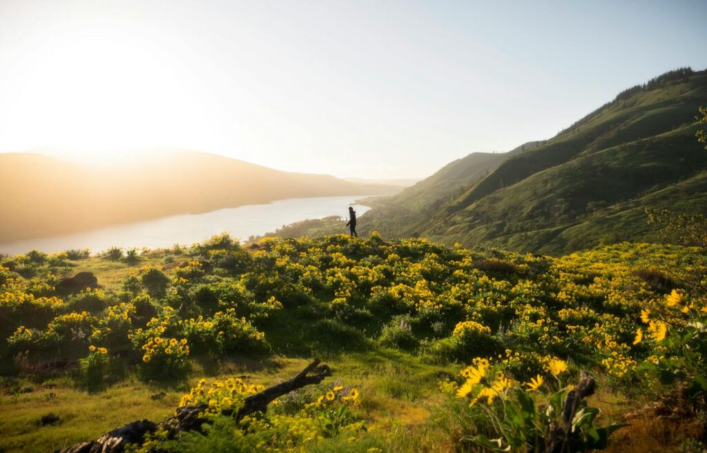 Sunlit flowers in Mosier, Oregon landscape with lone traveler. Perfect for nature and travel imagery.