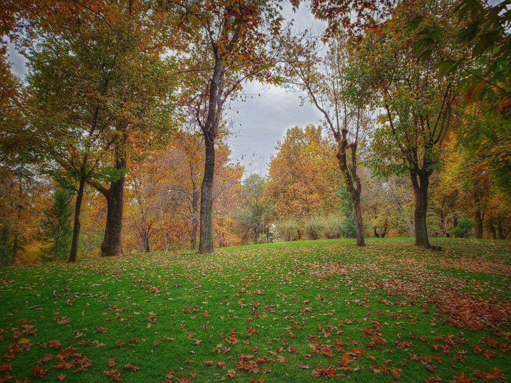 green grass field with trees
