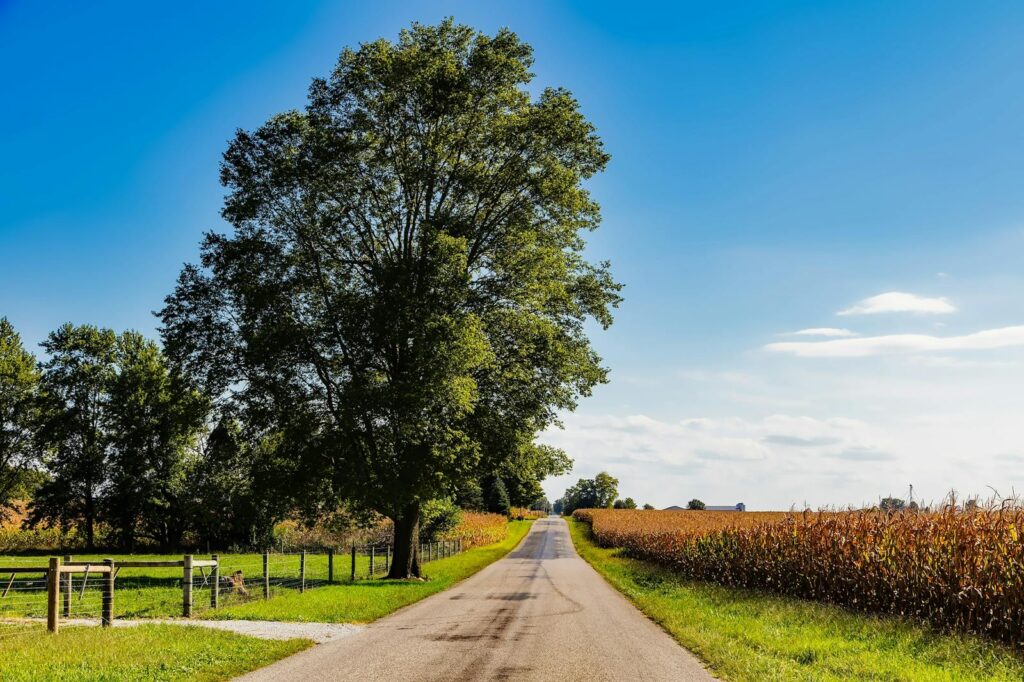 A picturesque rural road in Flora, Indiana, lined with cornfields and trees under a clear blue sky.